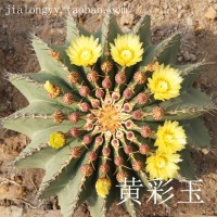 實生 黃彩玉仙人球 庭院室內(nèi)外 沙漠景觀布置設計 花博園沙漠