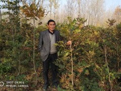 美國山核桃嫁接苗圖片 (10?)