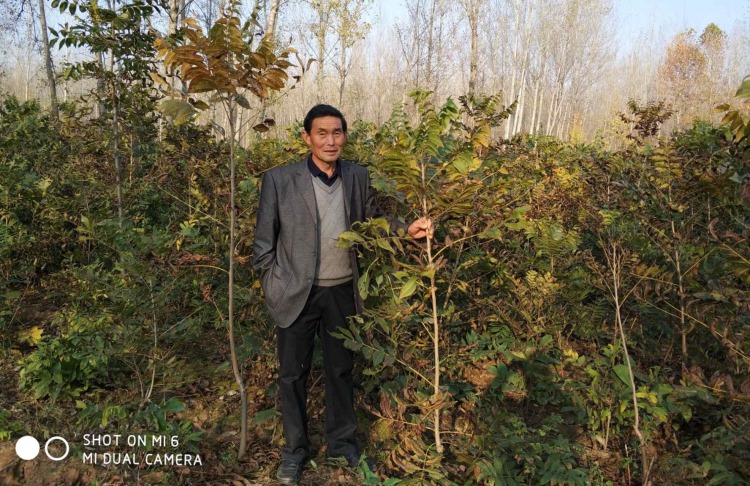 1-美國(guó)山核桃嫁接苗-200