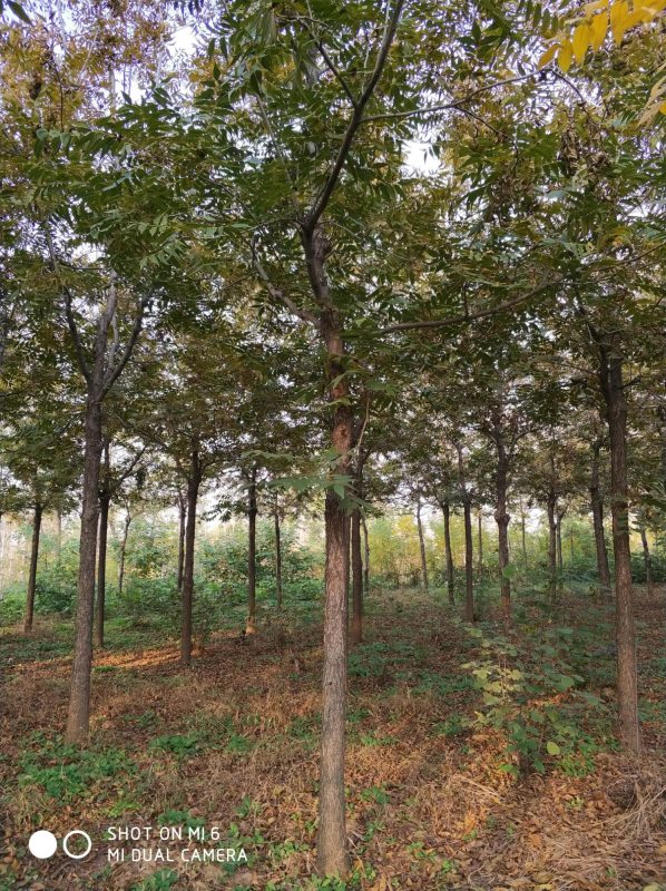 3-美國(guó)山核桃樹(shù)-200