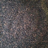 山丁種子供應(yīng)商、山西產(chǎn)地山丁種子批發(fā)市場(chǎng)