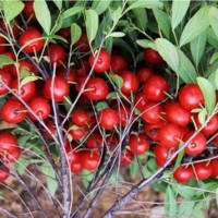 鈣果苗供應(yīng)商 北方新品種農(nóng)大鈣果苗產(chǎn)地、山西運(yùn)城