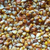 收購大量玉米、小麥、大米