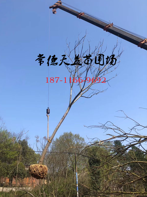 15-18公分欒樹(shù)
