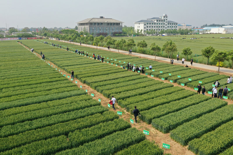 OK【河南供稿 已刪減】第三屆小麥種子產(chǎn)業(yè)博覽會在焦作溫縣召開 助力農(nóng)業(yè)高質(zhì)量發(fā)展