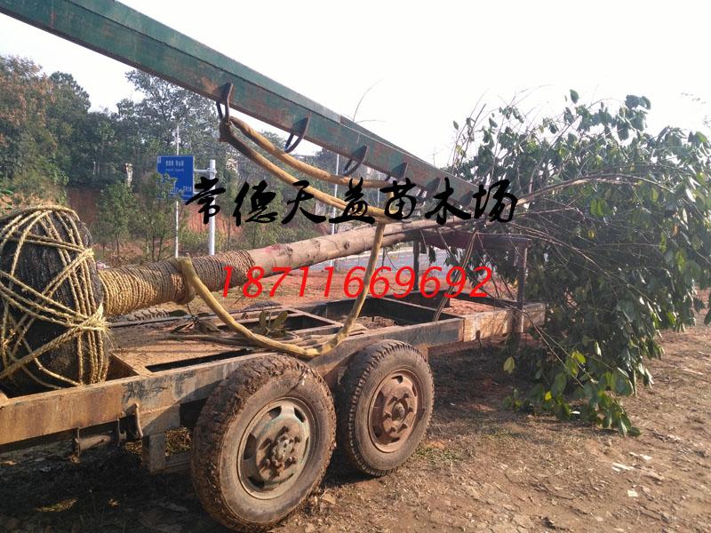 15-18公分樂(lè)昌含笑2