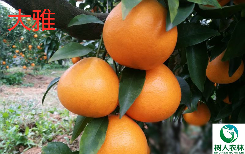 6 大雅_(tái)副本_副本