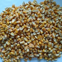 收購大量玉米、小麥、大米