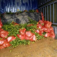 長林系油茶中最好品種,油茶樹苗多少錢一棵