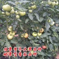 早熟硬粉大果番茄品種，金粉19早熟品種荷蘭進(jìn)口精品番茄種子
