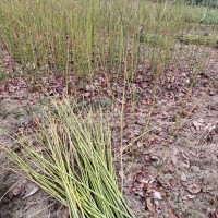 貴州檫木小苗，貴州供應(yīng)一年生檫木，貴州檫木杯苗