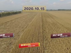 保收606抗倒伏圖片集錦 (0?)