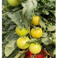 荷蘭番茄種子，大果高產(chǎn)番茄品種，抗病番茄品種