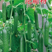 高產抗病 全雌無刺小黃瓜種子-尼斯特