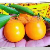 一級(jí)滑皮金桔苗融安基地直供全國(guó)保濕包郵--融安正果農(nóng)林