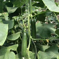 西奧多 水果小黃瓜種子 高產(chǎn)小黃瓜 荷蘭小黃瓜品種