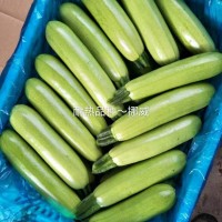 耐熱西葫蘆 挪威 越夏西葫蘆品種 高產西葫蘆