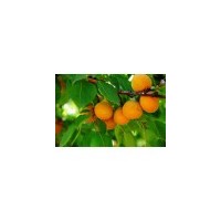 杏樹苗出售 1--5公分杏樹苗價(jià)格