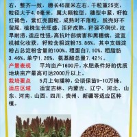 紅糯13號(hào)高粱種子