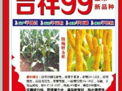 吉祥99玉米新品種，誠招適宜區(qū)域代理商