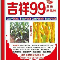 吉祥99玉米新品種，誠(chéng)招適宜區(qū)域代理商