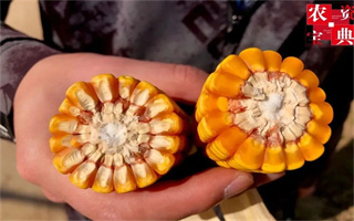 1666斤！“鐵稈”玉米寶景186災(zāi)年表現(xiàn)更耀眼！