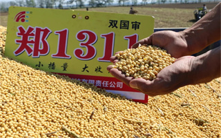 鄭1311火爆黃淮海，產量就是高！