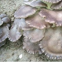 長興褐靈菇，湖州褐靈菇批發(fā)，湖州金線蓮，湖州玉木耳種植