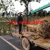 12-13公分欒樹價(jià)格,2022年欒樹價(jià)格批發(fā)