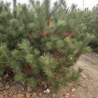 2米占地油松 2米5油松  2米5占地油松樹苗 2米占地油松