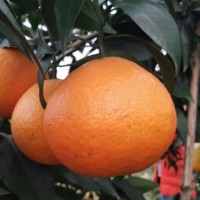 湖南愛媛苗基地 愛媛38號(hào)比愛媛34號(hào)成熟早但長(zhǎng)勢(shì)不如甘平