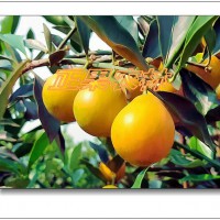 純正脆蜜金桔（脆蜜金柑）苗融安基地直發(fā)全國(guó)包郵-融安正果農(nóng)林