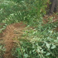 連翹苗價(jià)格-連翹苗產(chǎn)地價(jià)格-產(chǎn)地連翹苗報(bào)價(jià)-連翹苗價(jià)格