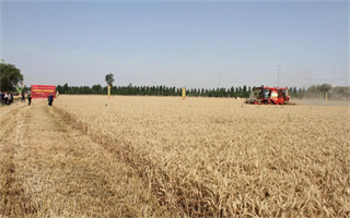 畝產(chǎn)1619.2斤！值得大力推廣的榮華188