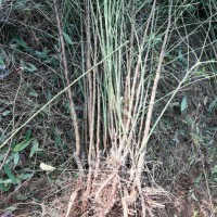 山桃苗多少錢一株？1年生山桃苗，山桃苗價格-山桃小苗價格