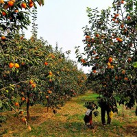 8公分柿子樹-今年8公分柿子樹價格-今天8公分柿子樹多少錢？