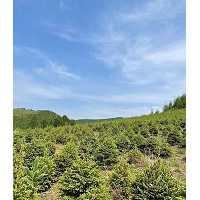 50公分營養(yǎng)杯樟子松樹苗，70公分青白扦云杉樹苗