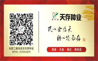 熱烈祝賀！全新周麥27號、天麥系列“糧王”誕生！