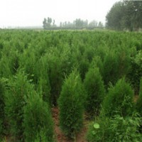 今年2米側(cè)柏多少錢一株？2米側(cè)柏-今天2米側(cè)柏價格-2米側(cè)柏
