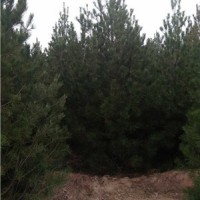 今天3米5白皮松多少錢一株？3米5白皮松價格便宜，4米白皮松