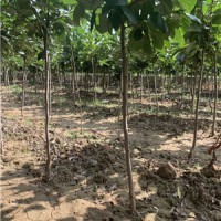 5公分杏樹價格，定植5公分杏樹價格-5公分杏樹，5公分杏樹