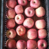 山東哪里紅富士蘋果生產(chǎn)價(jià)格比較便宜