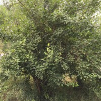 連翹價格高，帶快連翹苗銷量，種植連翹苗經(jīng)濟效益