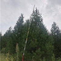 低價(jià)出售4米白皮松-4米白皮松多少錢一株？4米白皮松價(jià)格