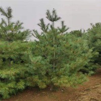 2米5華山松，3米5華山松，4米華山松，5米華山松