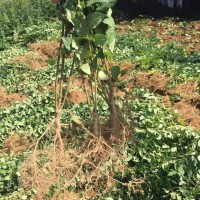 產(chǎn)地2年連翹苗價格-產(chǎn)地2年連翹苗直銷，2年連翹苗價格