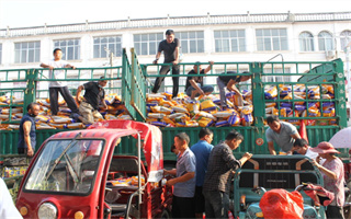 國(guó)審強(qiáng)筋小麥華偉305種子銷售火爆開啟！