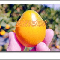 供應正宗融安脆蜜金桔一級苗全國保濕包郵--融安正果農(nóng)林