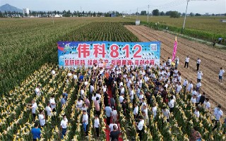 堅(jiān)稈抗銹，綠色高產(chǎn)！偉科812，贏戰(zhàn)黃淮！