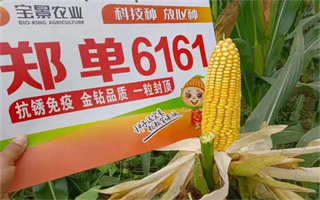 株型通透，一枝獨(dú)秀！鄭單6161值得關(guān)注！